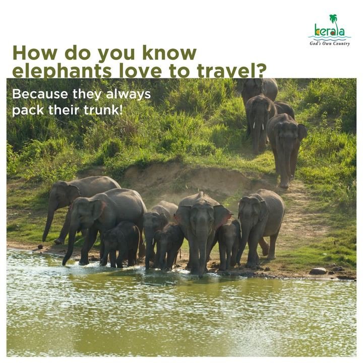 Elephants by a river: how do you know elephants love to travel? They always pack their trunk